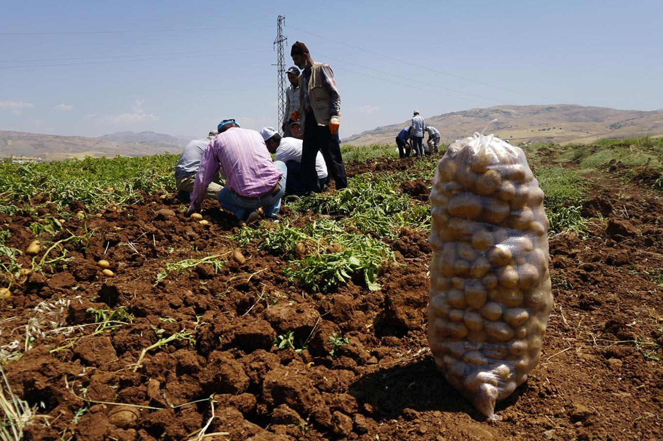 ​Siirt'te alternatif ürün olarak ekilen patateste ilk hasat
